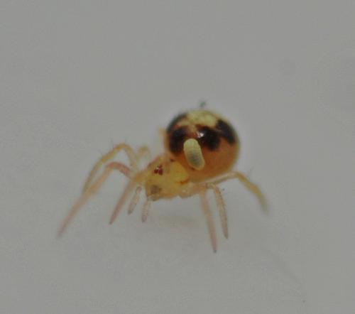 Theridiinae
